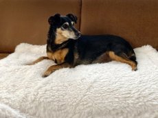 A00 -Berbère mini - honden fleece/plaid A00 -Berbère mini - couverture pour chien